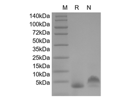 IL-8 (77 a.a.), human recombinant