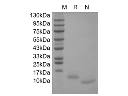 IL-15, human recombinant protein