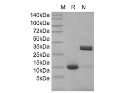IL-17A, human recombinant protein
