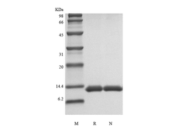 Apo-SAA, human recombinant protein
