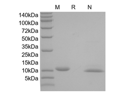 SCF, murine recombinant protein
