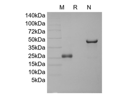 M-CSF, human recombinant protein