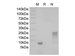 (CXCL12), human recombinant protein