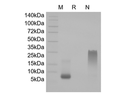 SDF-1beta (CXCL12), human recombinant