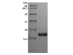 BAFF, human recombinant protein