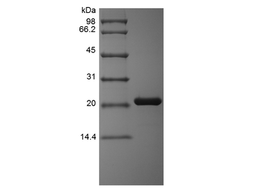 Oncostatin M, human recombinant protein