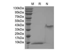 PDGF-BB, human recombinant protein