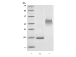 PDGF-BB, murine recombinant protein