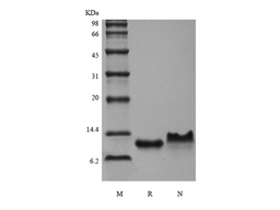 MIP-3beta, murine recombinant protein