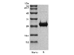 FGF-19, human recombinant protein