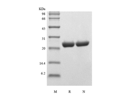 ApoA-1, human recombinant protein