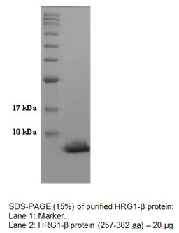 Neuregulin/Heregulin-1β (NRG-1β/HRG-1β), human recombinant protein