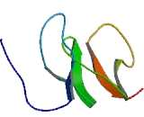 WNT-1, human recombinant protein