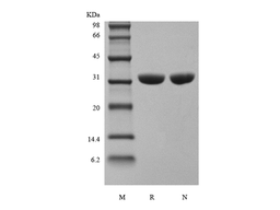 Protein A (lyophilized powder)
