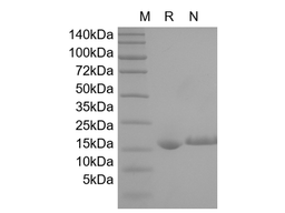 Recombinant Human IL-1 alpha