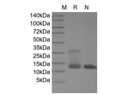 Recombinant Human IL-4