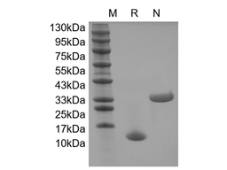 Recombinant Human IL-5