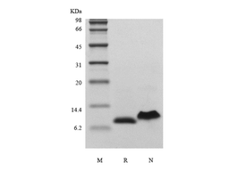 Recombinant Human Interleukin-8, 72a.a./CXCL8