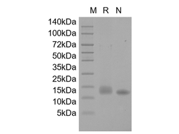 Recombinant Human IL-9
