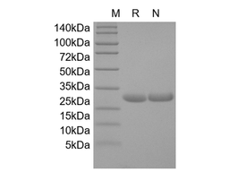 Recombinant Human IL-11