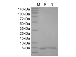 Recombinant Human IL-13