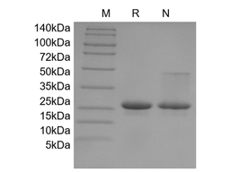 Recombinant Human IL-16, 121 a.a.