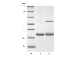 Recombinant Human IL-16, 130 a.a.