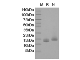Recombinant Human IL-19