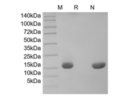 Recombinant Human IL-20