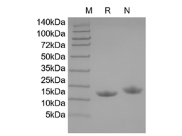 Recombinant Human IL-22