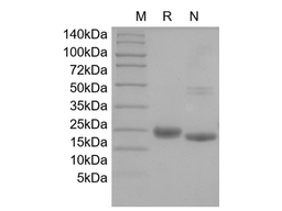 Recombinant Human IL-31