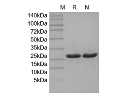 Recombinant Human IL-33