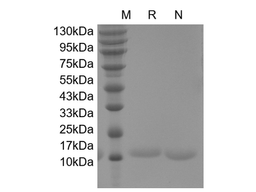 Recombinant Human G-CSF