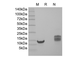 Recombinant Human TSLP