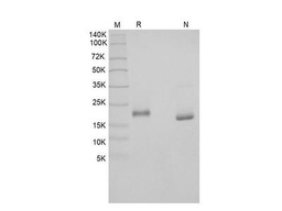 Recombinant Human LIF