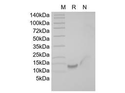 Recombinant Human BCMA/TNFRSF17