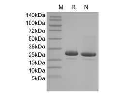 Recombinant Human FGF-4