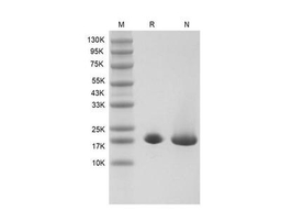 Recombinant Human KGF-2/FGF-10