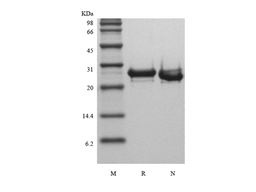 Recombinant Human FGF-23