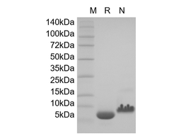 Recombinant Human LR3 IGF-1 (Media Grade)