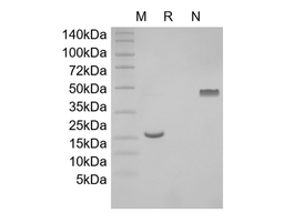 Recombinant Human PDGF-AA