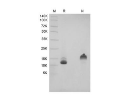 Recombinant Human HB-EGF