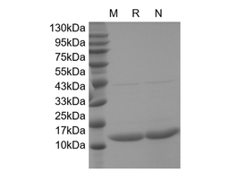 Recombinant Human IFN-gamma