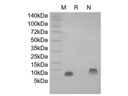 Recombinant Human NRG1-beta2