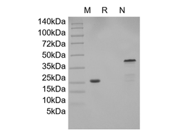 Recombinant Human GDNF