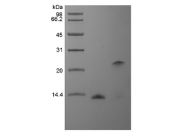 Recombinant Human BMP-2