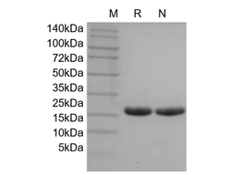 Recombinant Mouse IL-1 alpha