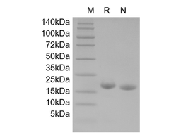 Recombinant Mouse IL-2