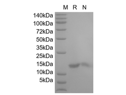 Recombinant Mouse IL-3