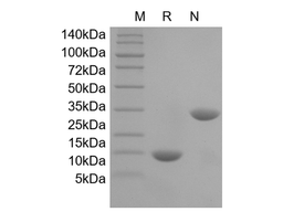 Recombinant Mouse IL-5